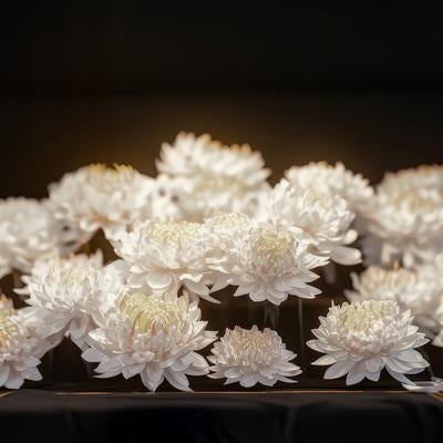 哀悼の菊の花の写真