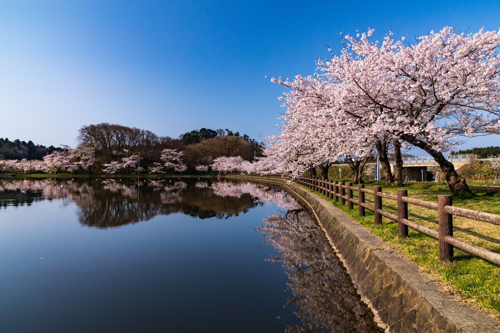 「公園の池とうつりこむ桜」の写真