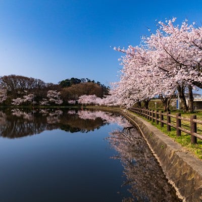 公園の池とうつりこむ桜の写真