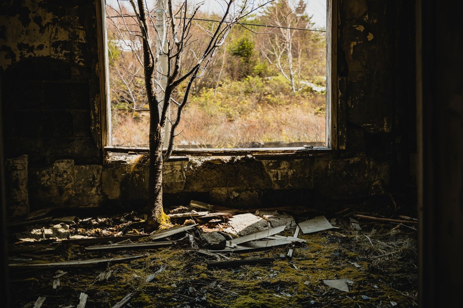 「廃宿舎の中で木が生える」の写真