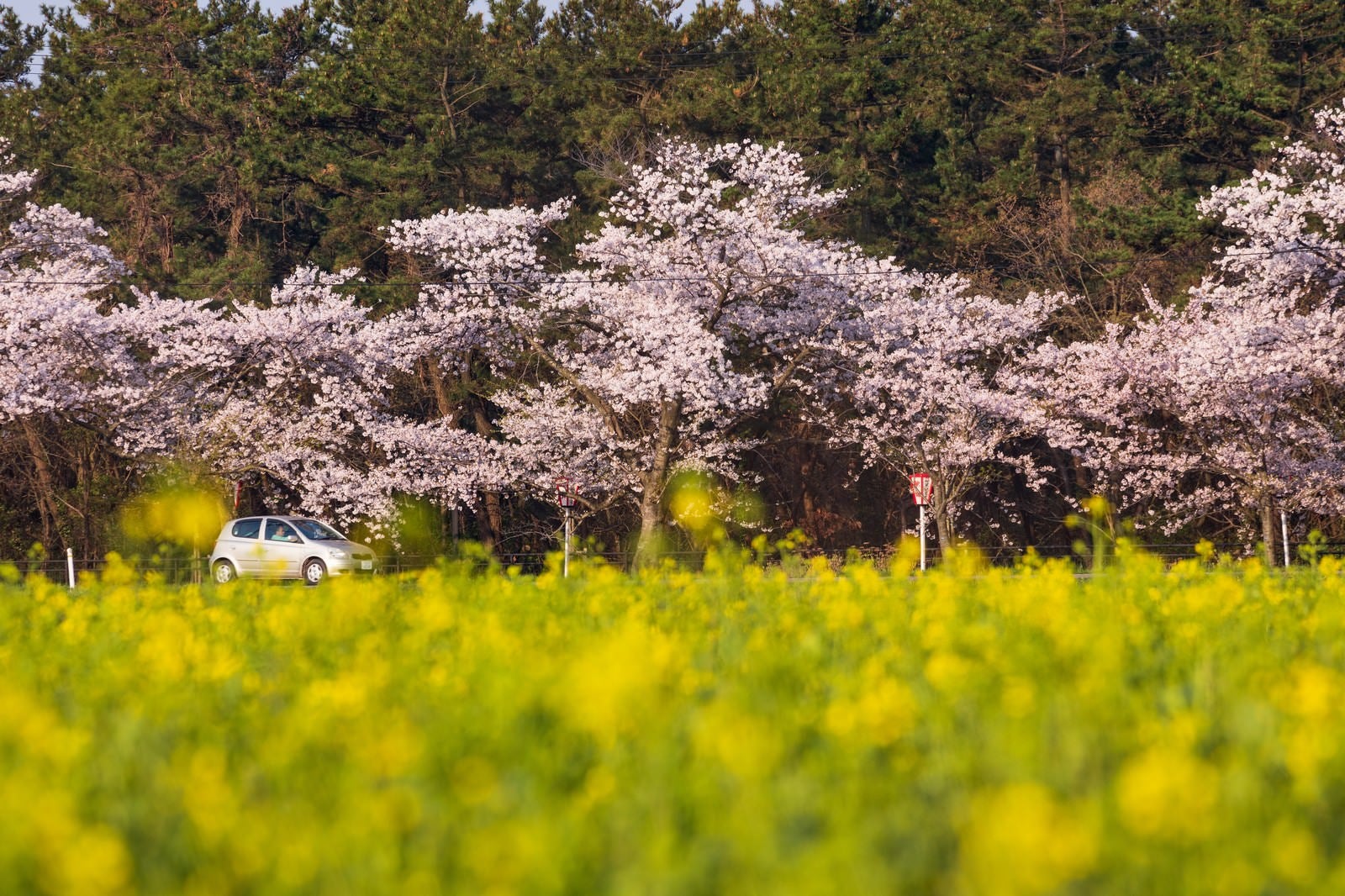 「桜と菜の花の季節にドライブ」の写真