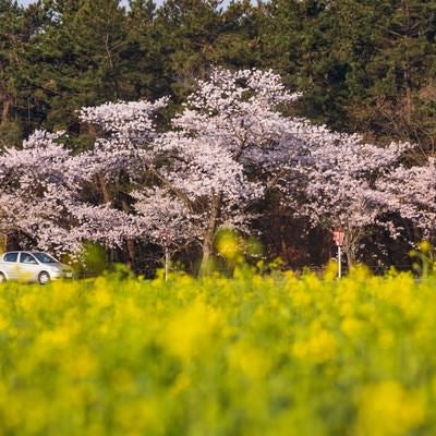 桜並木と菜の花畑でのドライブコースの写真