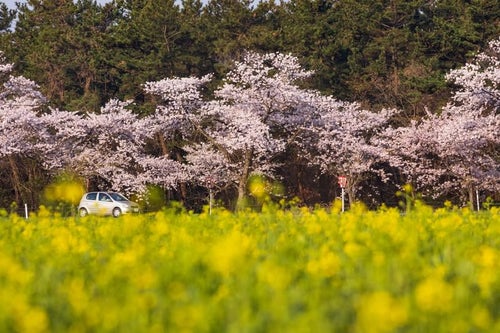 桜と菜の花の季節にドライブの写真