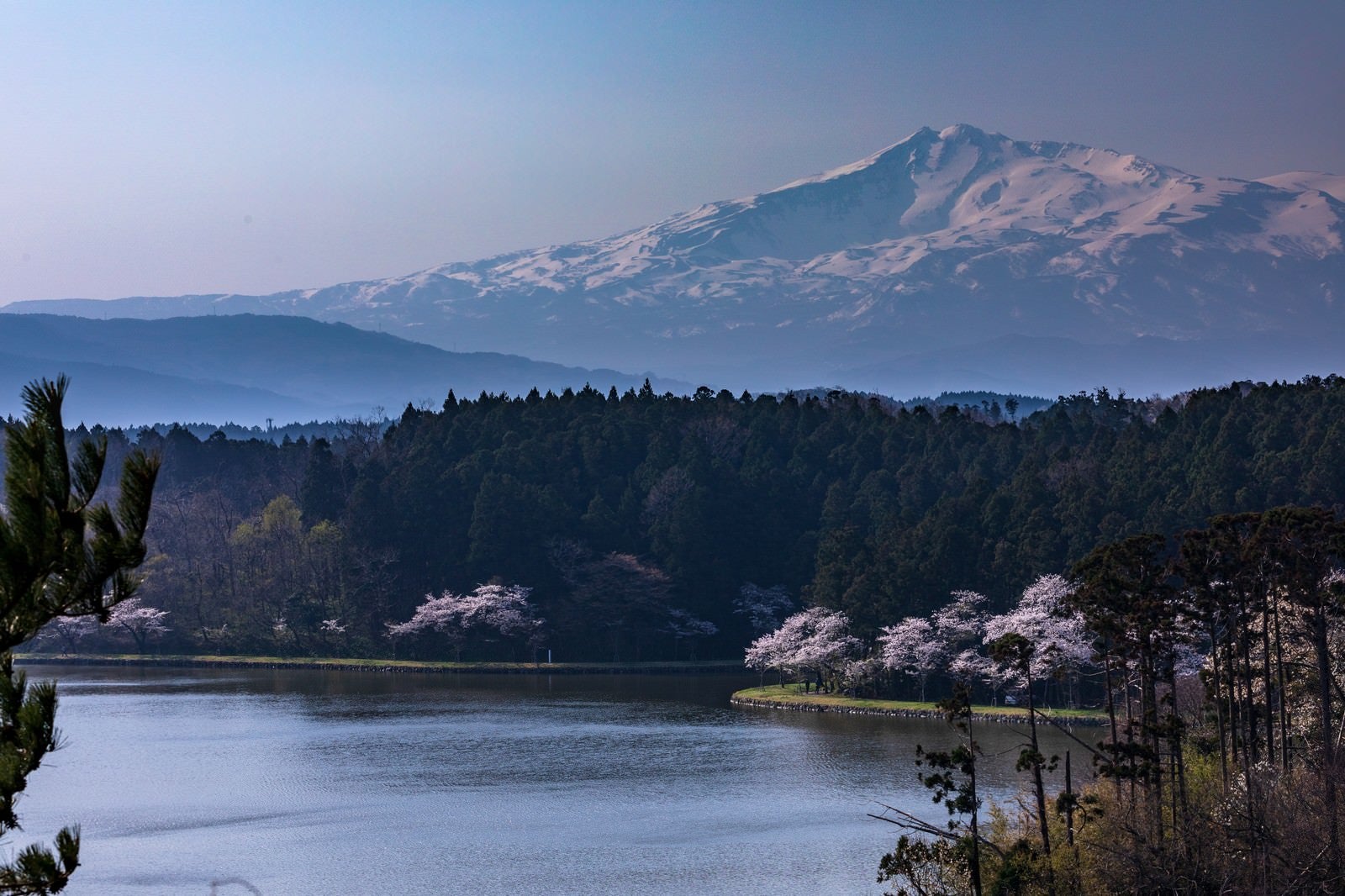 「鳥海山（ちょうかいさん）と桜」の写真