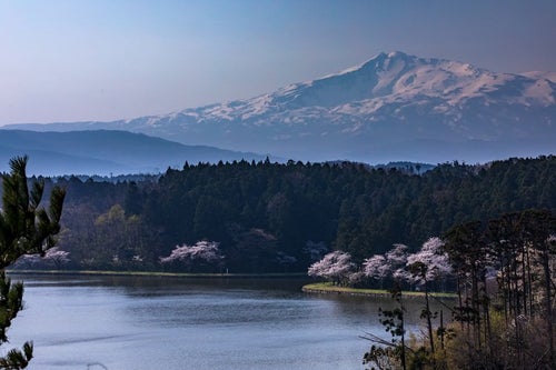 鳥海山（ちょうかいさん）と桜の写真