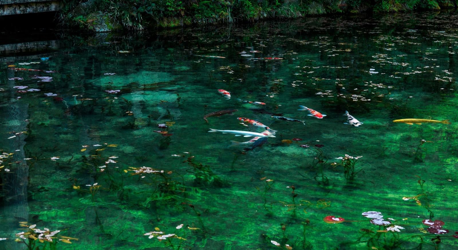 「岐阜県関市のモネの池と鯉」の写真
