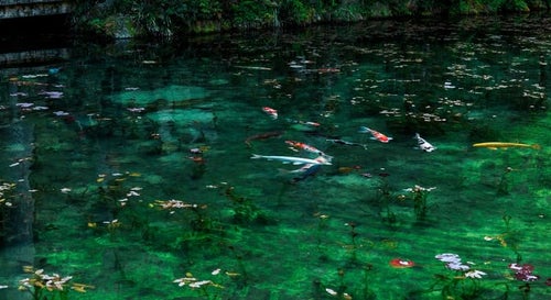 岐阜県関市のモネの池と鯉の写真