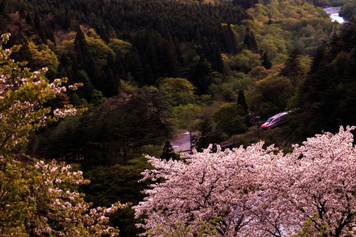 桜と谷間を走るこまち号の写真