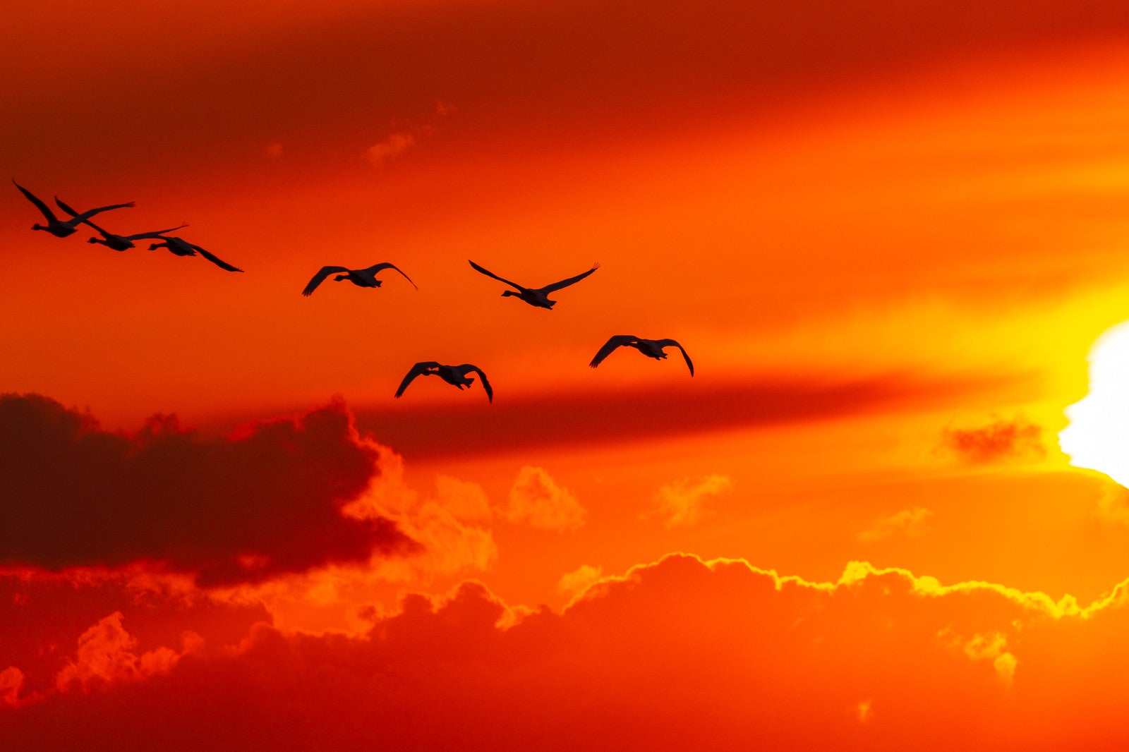 「夕焼け空と白鳥」の写真