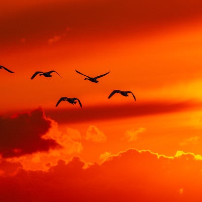 夕焼け空と白鳥の写真