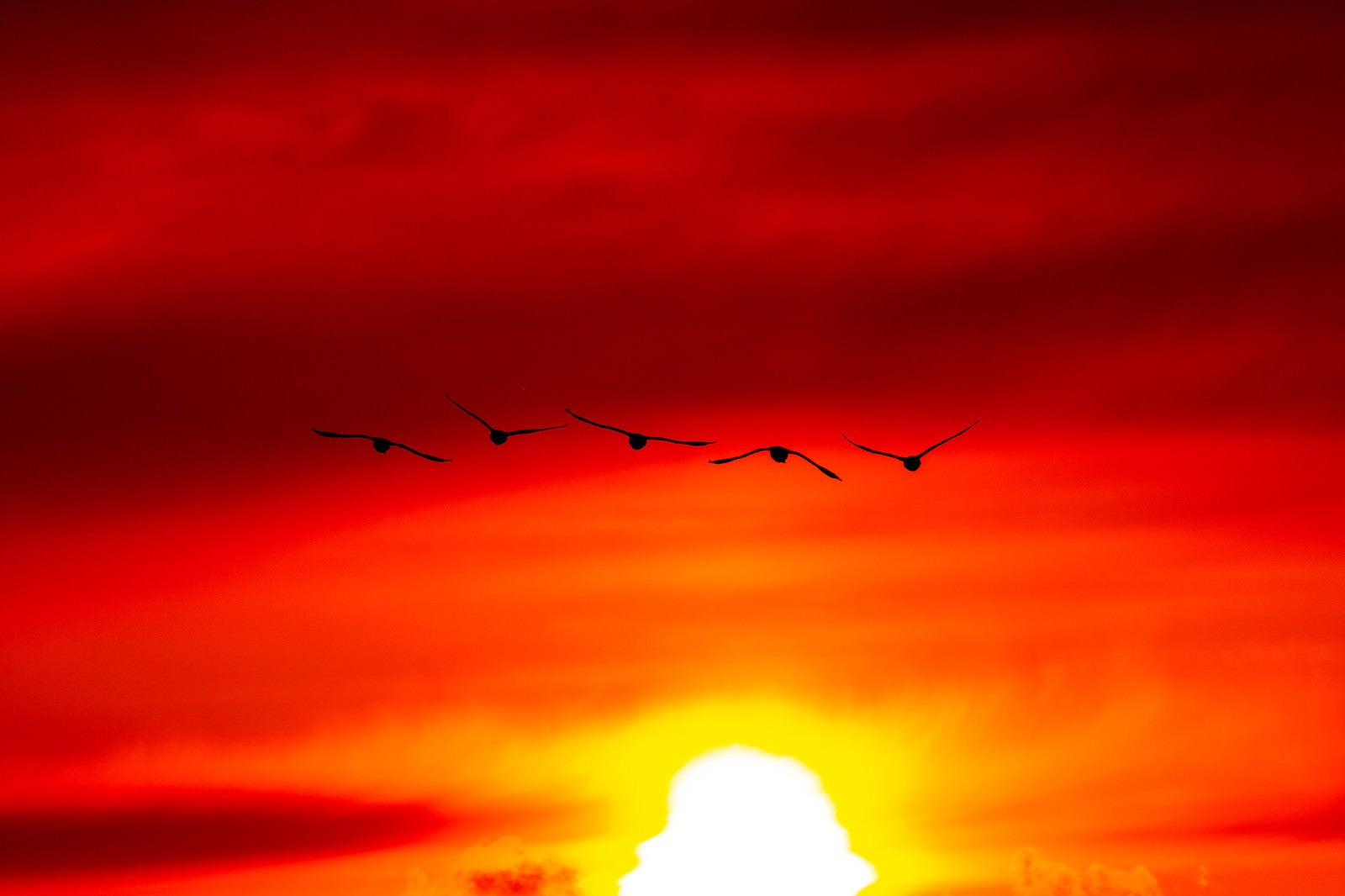 「夕陽に向かい飛ぶ白鳥」の写真