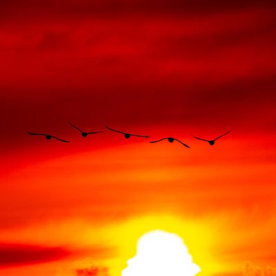 夕陽に向かい飛ぶ白鳥の写真