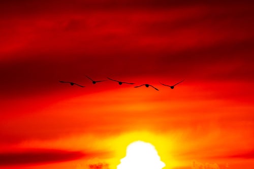 夕陽に向かい飛ぶ白鳥の写真