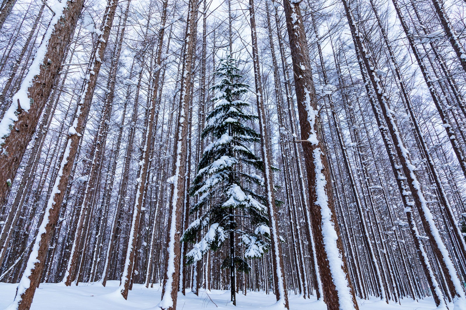 「積雪の森の中にある一本のクリスマスツリー」の写真
