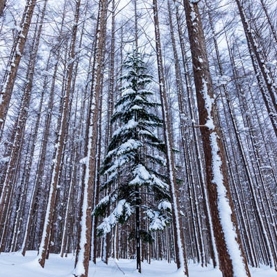 積雪の森の中にある一本のクリスマスツリーの写真