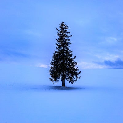 雪原に立つ孤独な木の写真