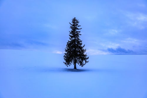 雪原に立つ孤独な木の写真