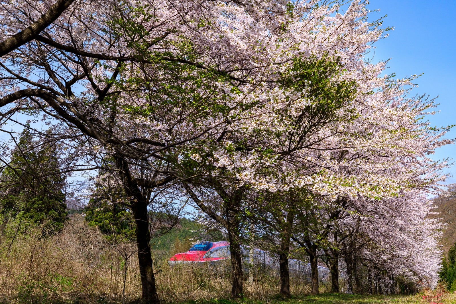 「桜並木から見える秋田新幹線（こまち）」の写真