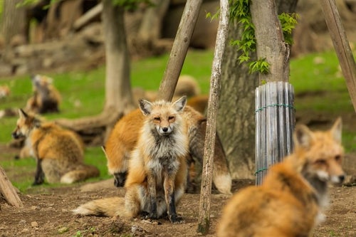 狐　狐　狐　狐　狐の写真