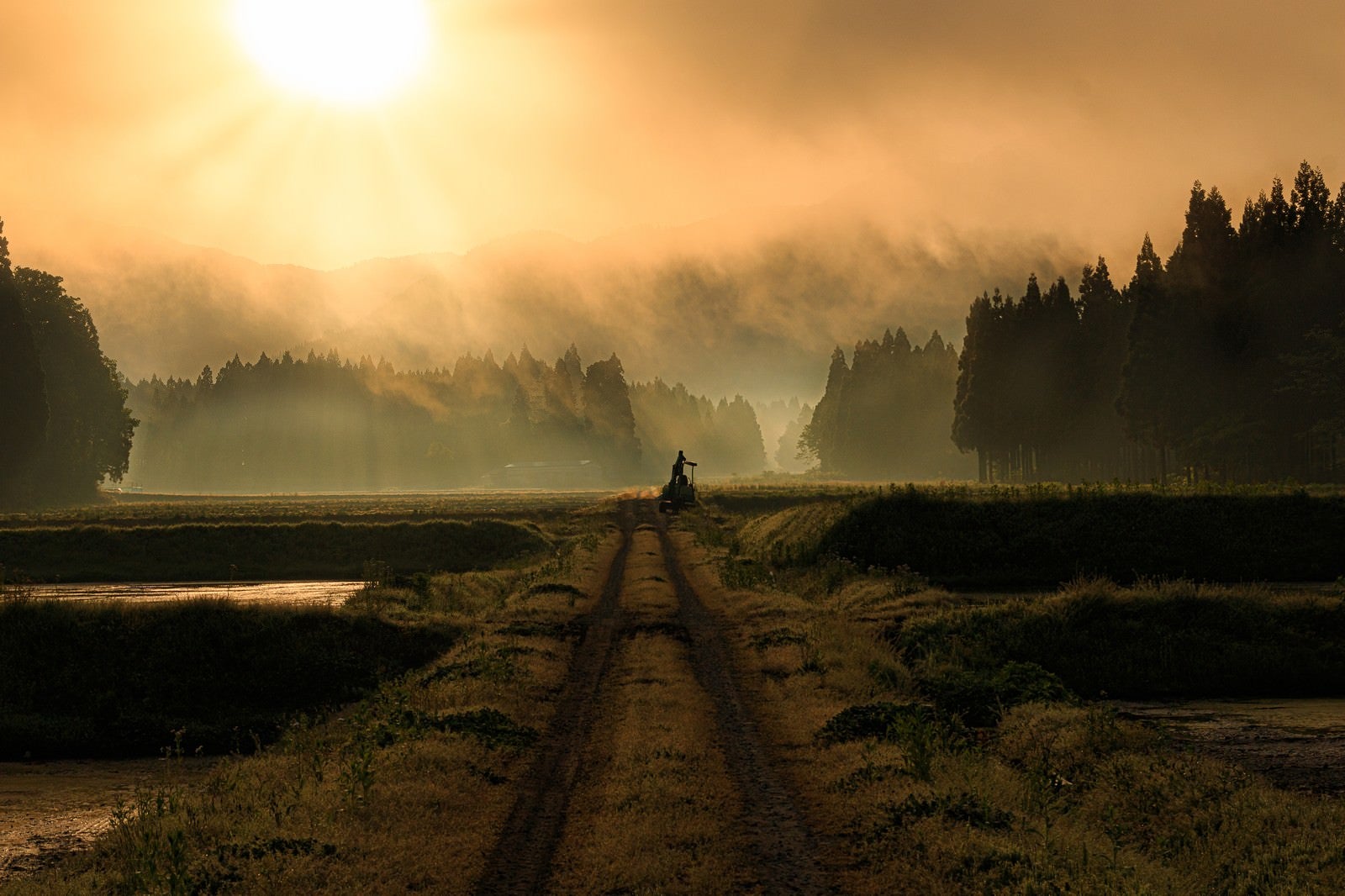 「朝靄のあぜ道」の写真