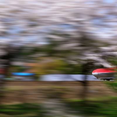 桜並木沿いを駆け抜ける秋田新幹線（こまち）の写真