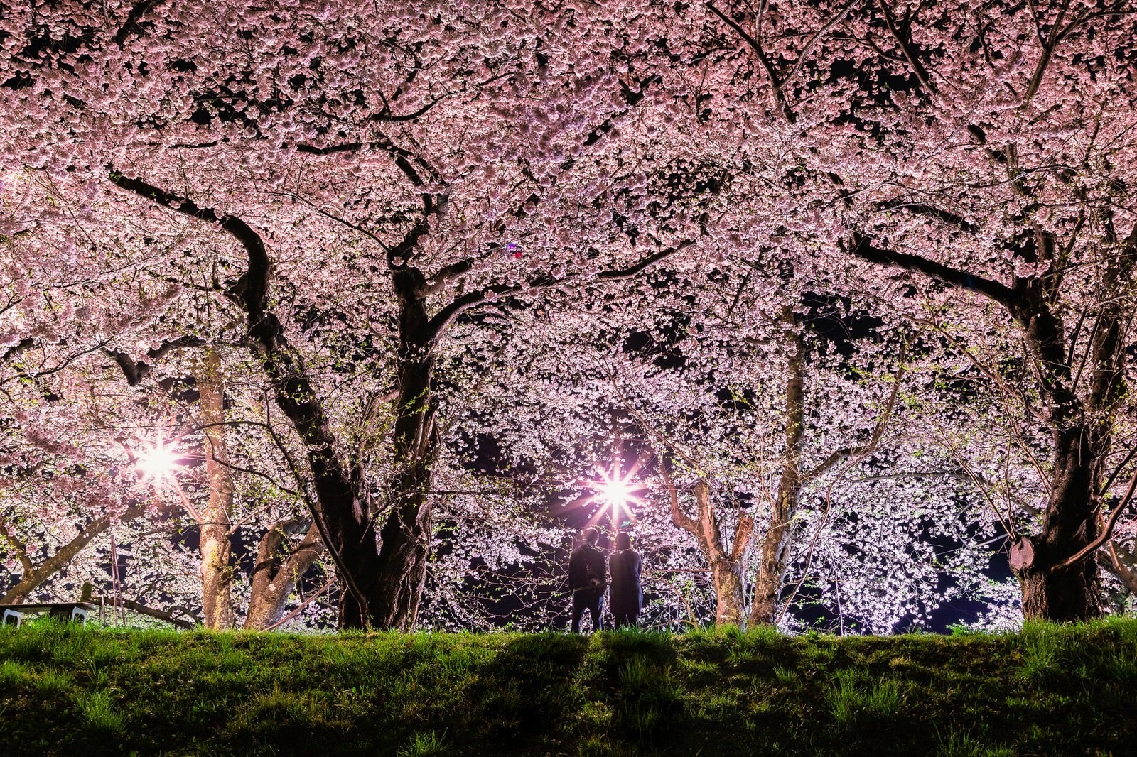 「満開の桜を見に来たお花見カップル」の写真