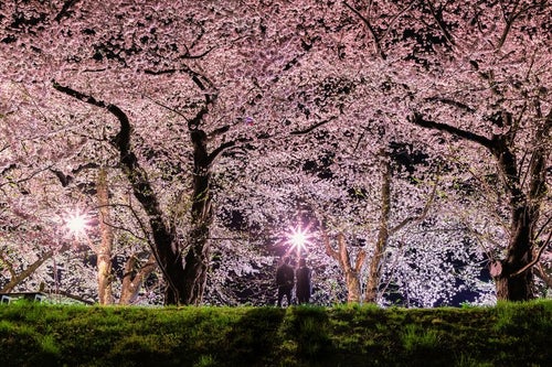 満開の桜を見に来たお花見カップルの写真