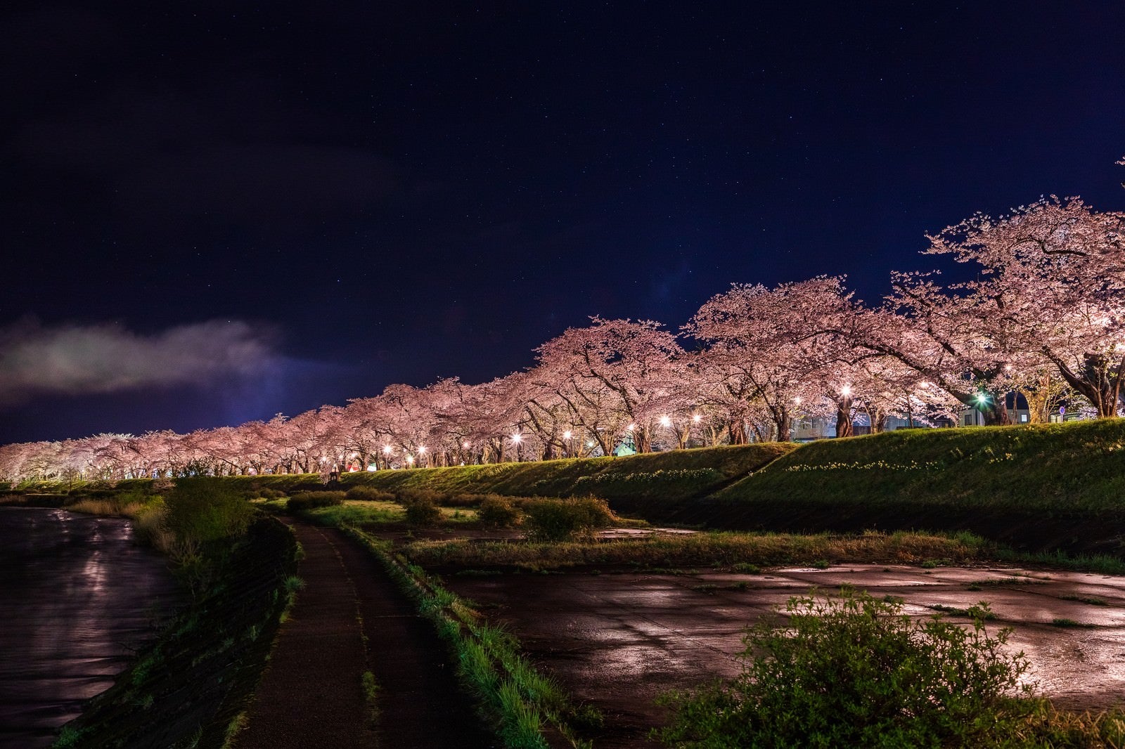 「ライトアップされた角館桧木内川の桜並木」の写真