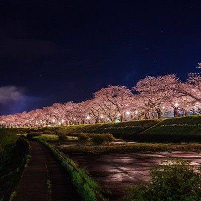 ライトアップされた角館桧木内川の桜並木の写真