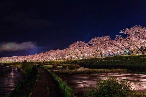 ライトアップされた角館桧木内川の桜並木の写真