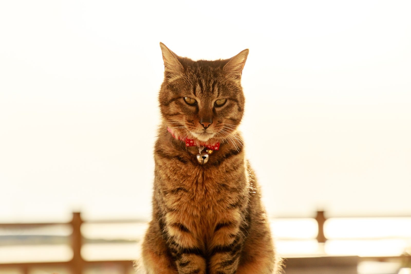 「金色の飼い猫」の写真