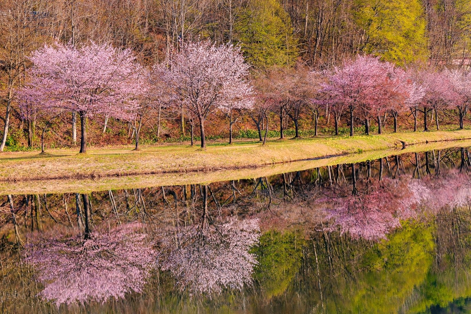 「桜並木の鏡張り」の写真