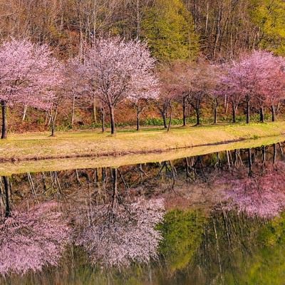 桜並木の鏡張りの写真