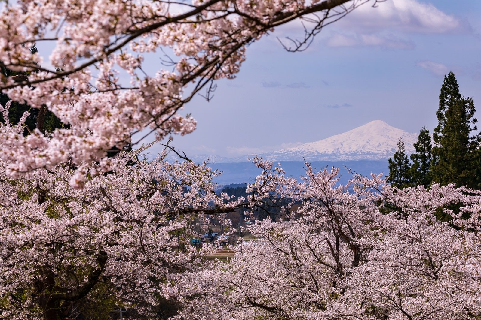 「満開の桜から見る鳥海山」の写真
