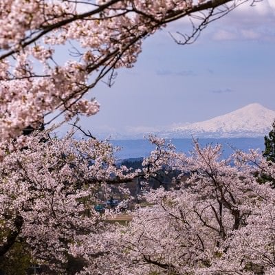 満開の桜から見る鳥海山の写真