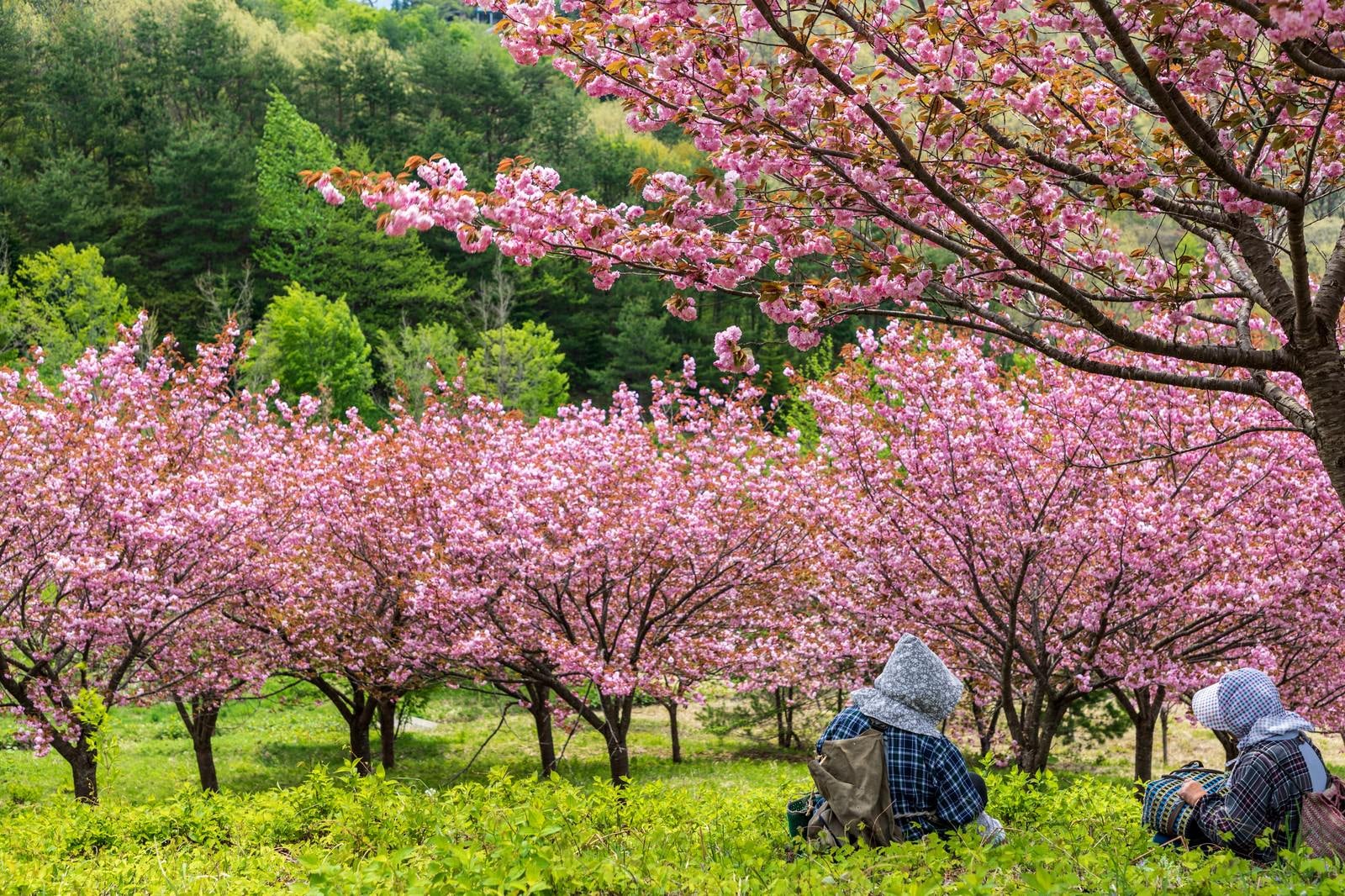「桃源郷の八重桜を眺めて休憩する婆ちゃんたち」の写真