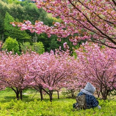 桃源郷の八重桜を眺めて休憩する婆ちゃんたちの写真