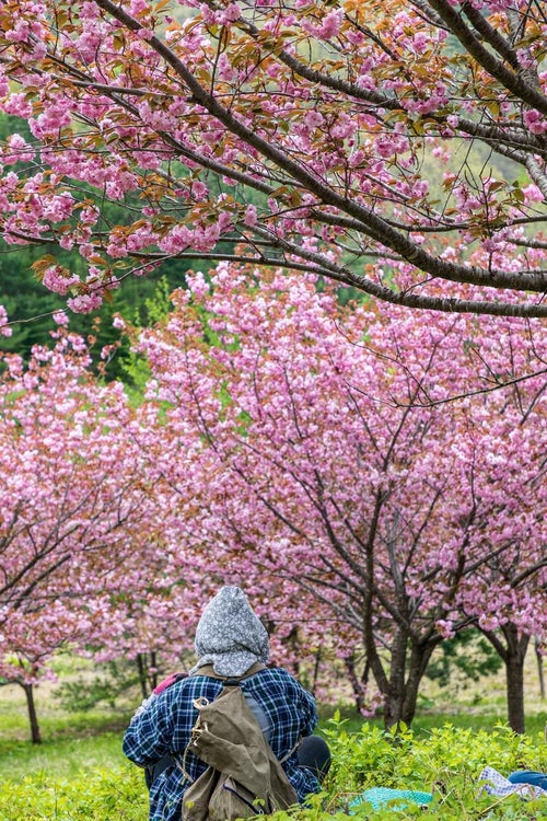八重桜の木の下でひと休みする婆ちゃんの後ろ姿の写真