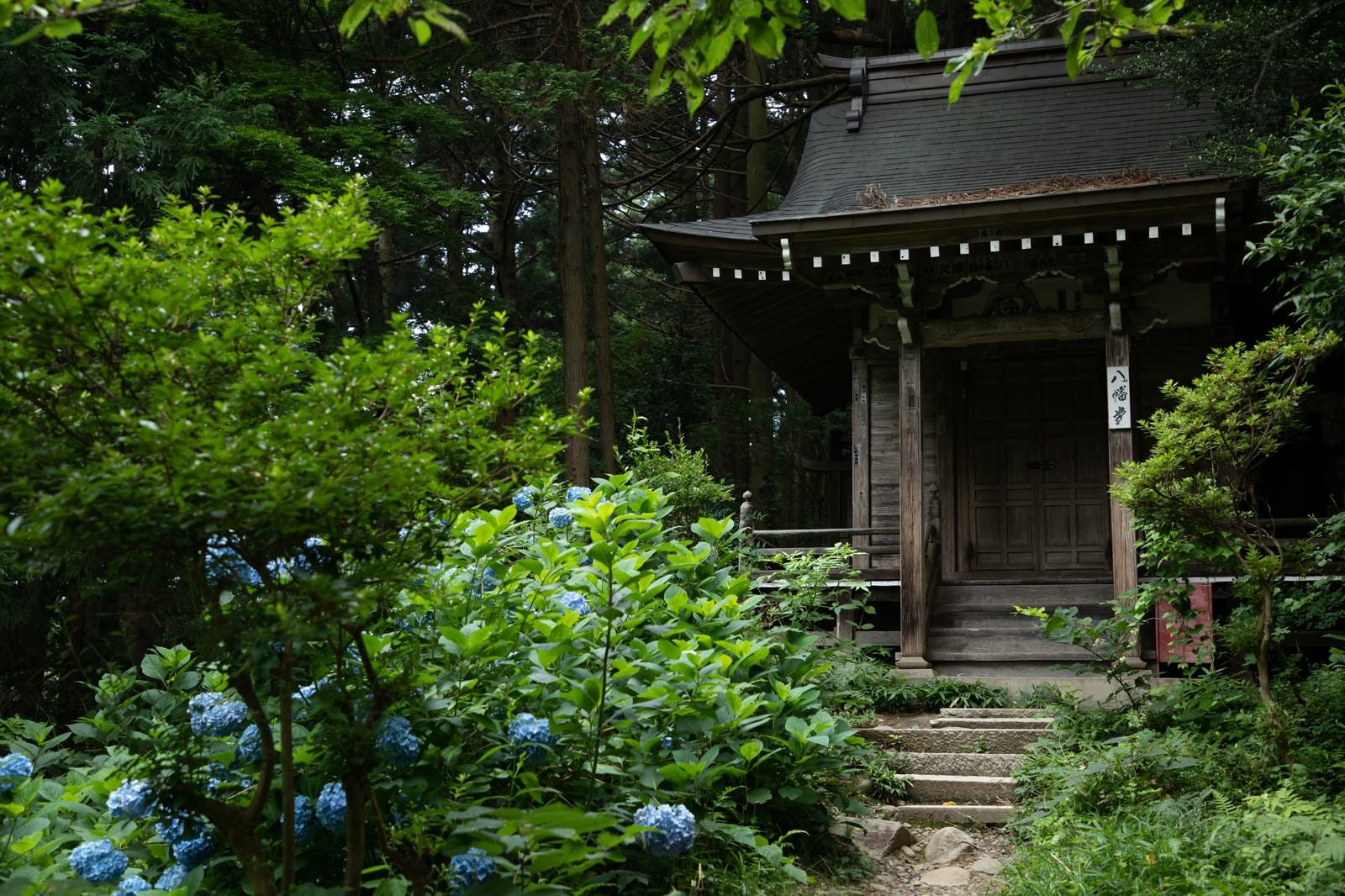 「紫陽花と中尊寺八幡堂」の写真
