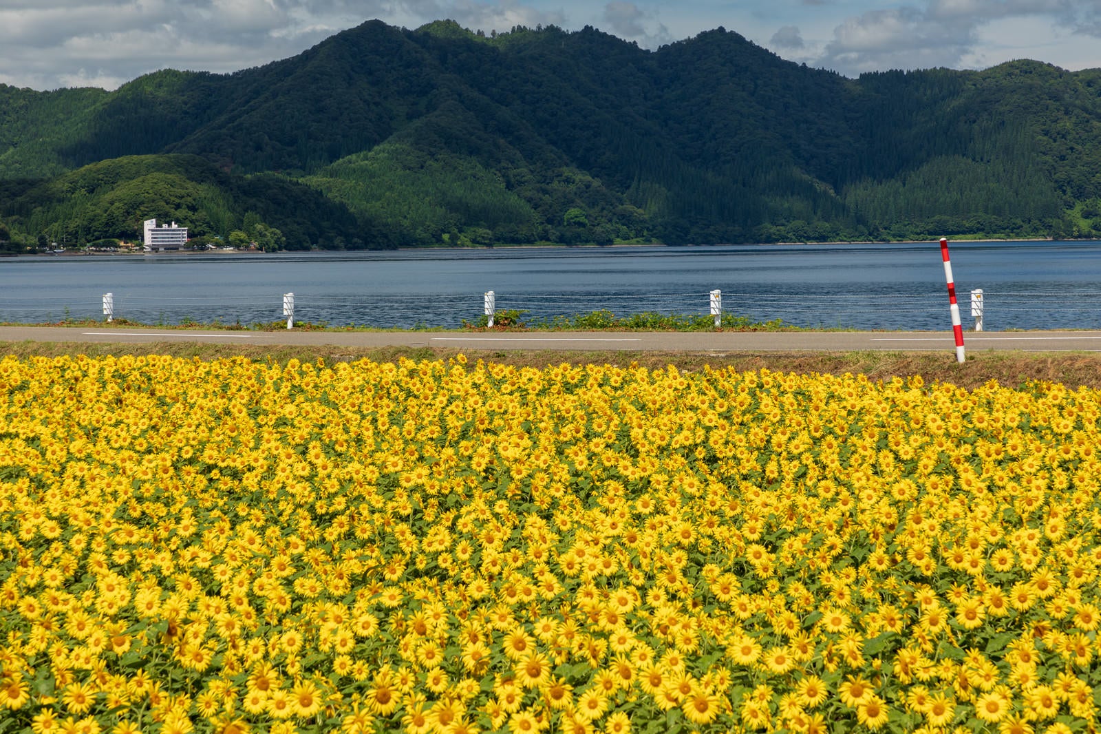 「田沢湖とひまわり畑」の写真