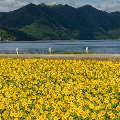 田沢湖とひまわり畑の写真