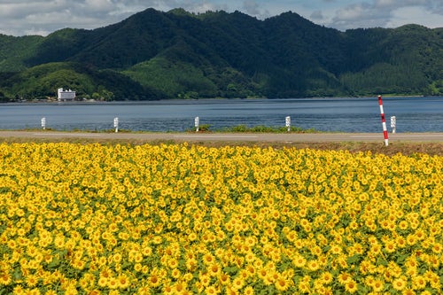 田沢湖とひまわり畑の写真