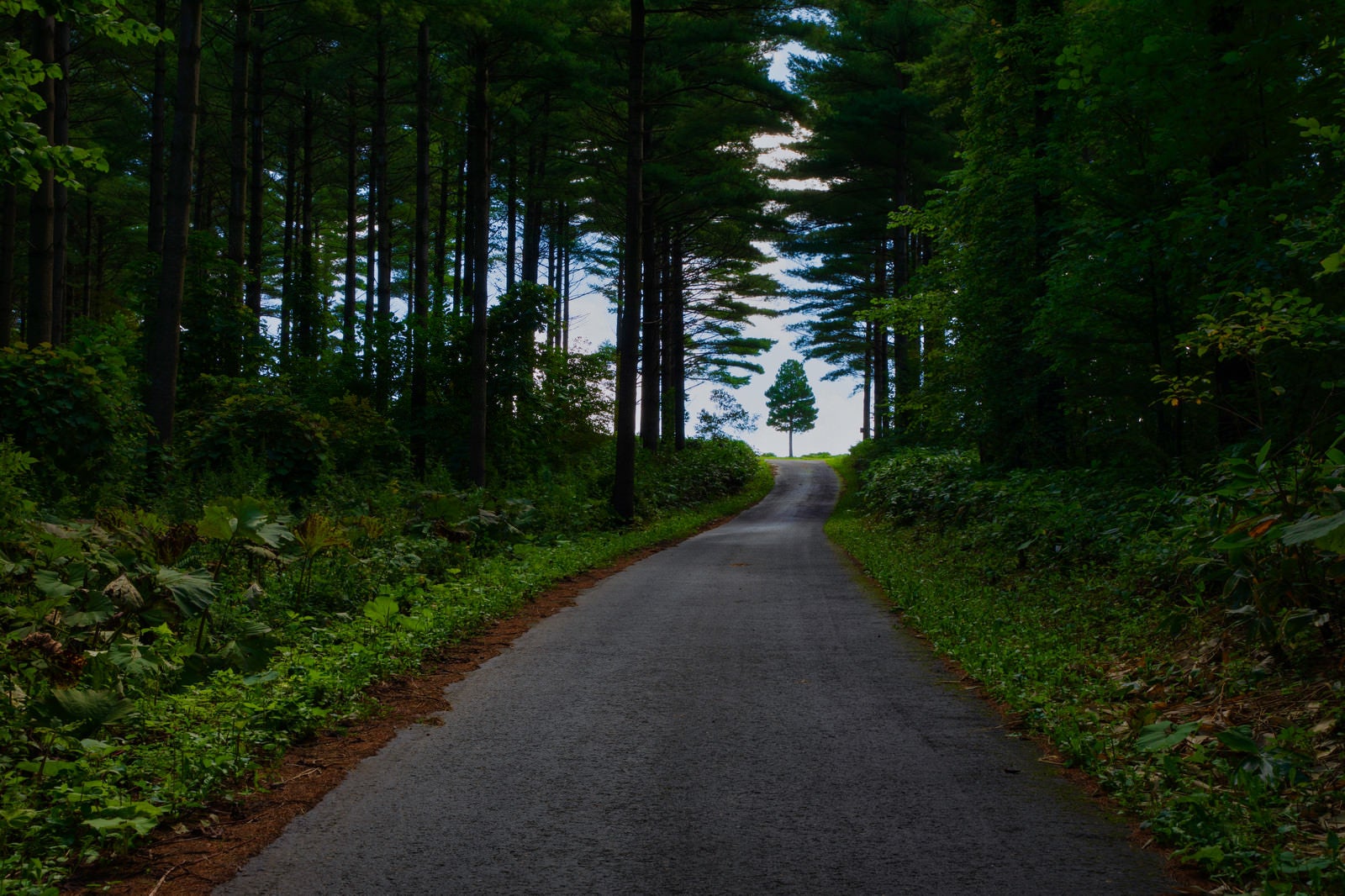 「森の一本道の先にある木」の写真