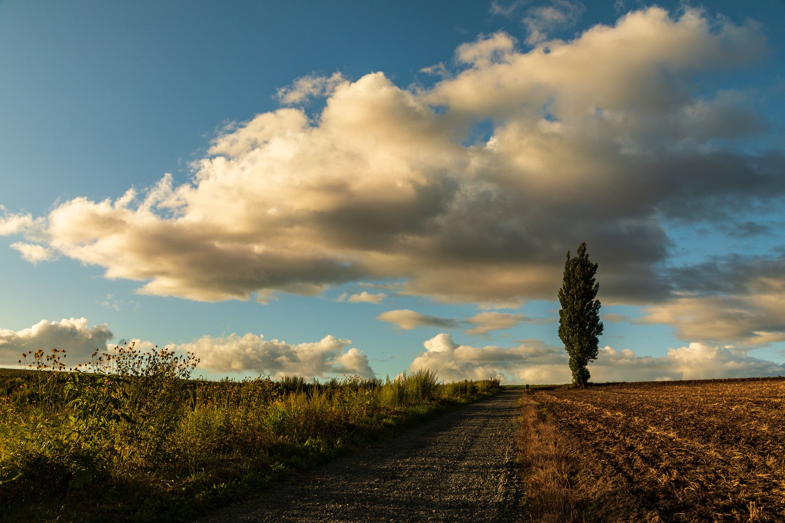 「耕された畑に立つポプラの木と雲」の写真