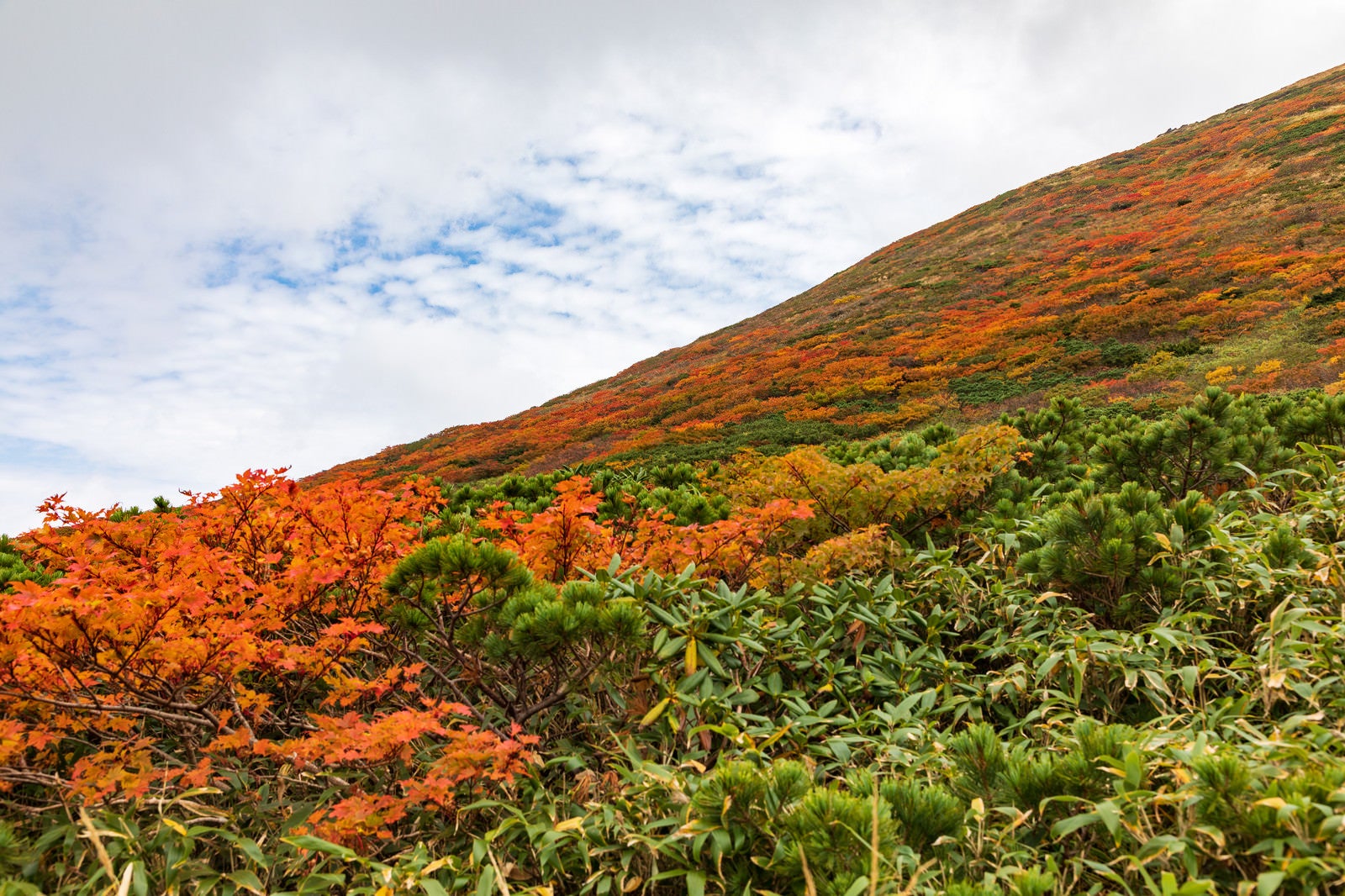 「紅葉し始める秋の秋田駒ヶ岳」の写真