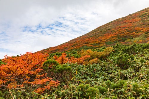 紅葉し始める秋の秋田駒ヶ岳の写真