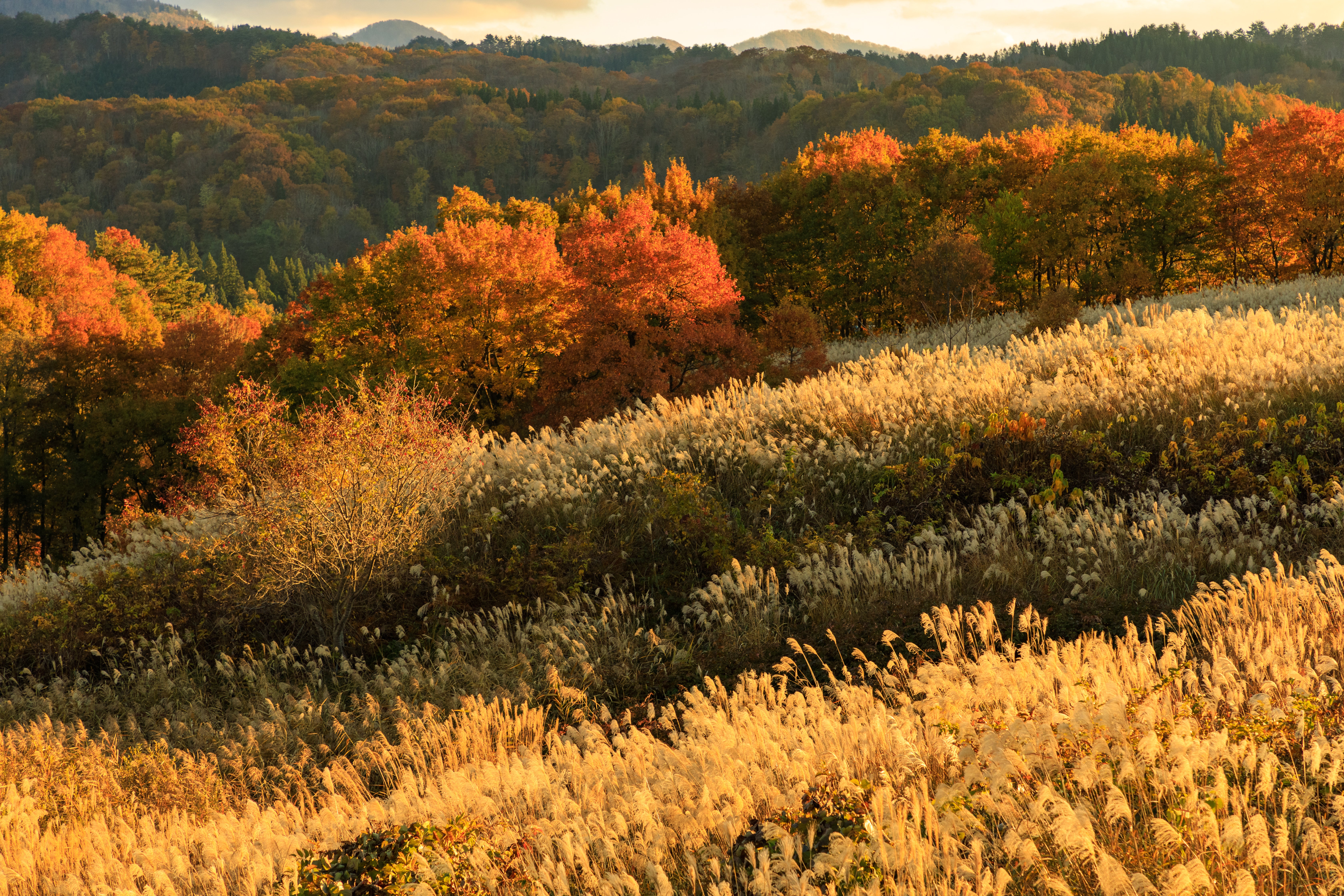 夕日に照らされた紅葉した木々とススキの無料写真素材 - ID.27498
