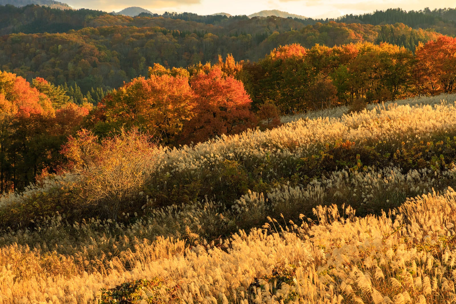 「夕日に照らされた紅葉した木々とススキ」の写真