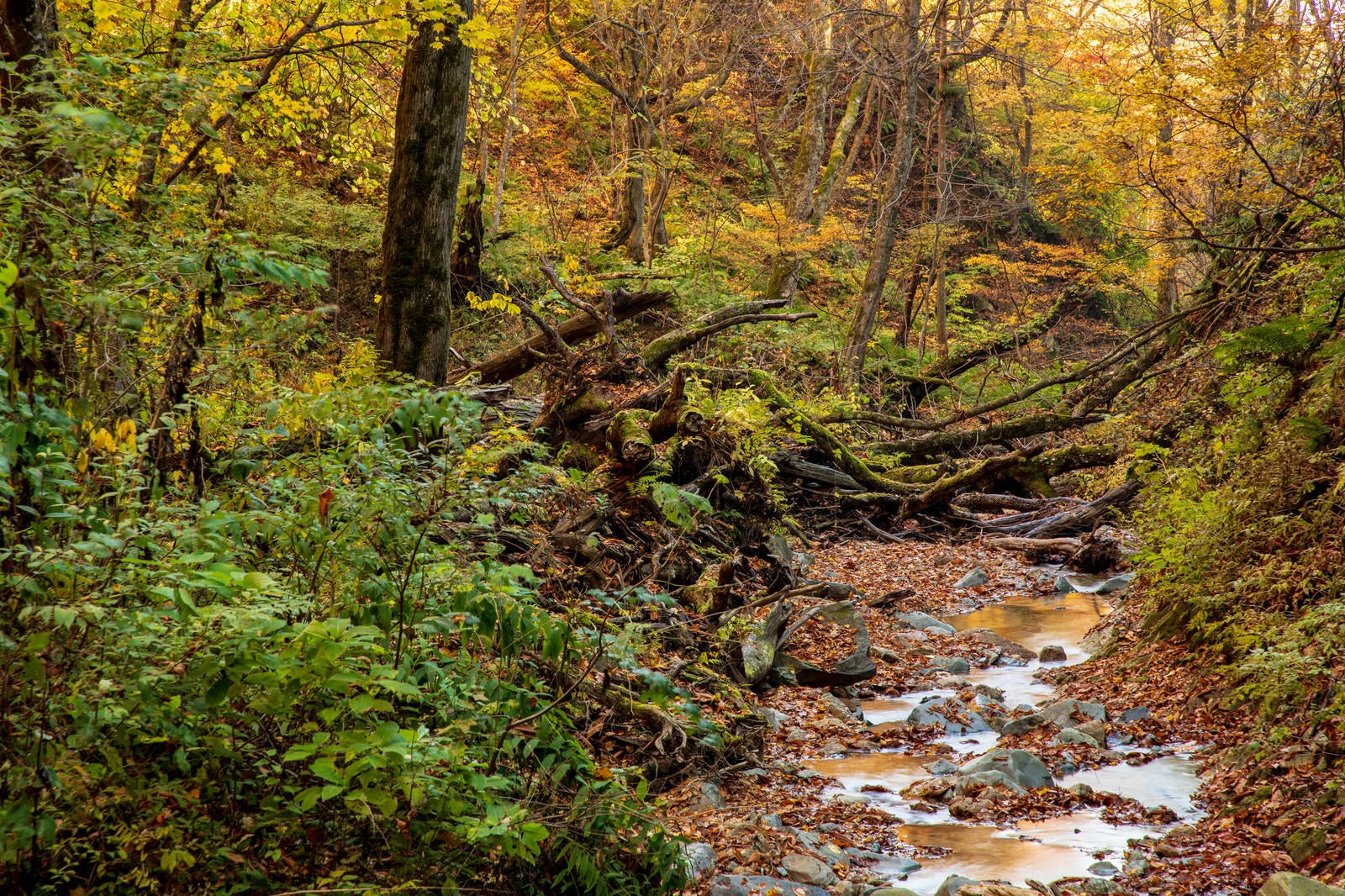「紅葉した木々と朽ちた木を縫うように流れる渓流」の写真