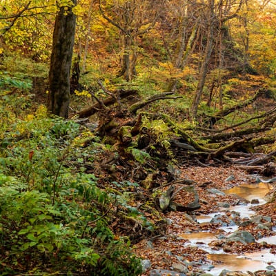 紅葉した木々と朽ちた木を縫うように流れる渓流の写真